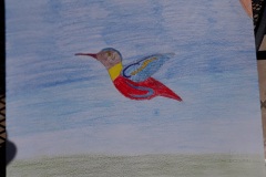 colibrì12