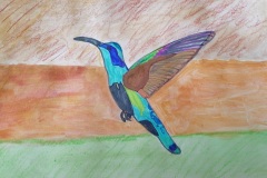 colibrì18