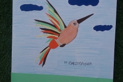colibrì29