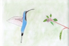 colibrì38