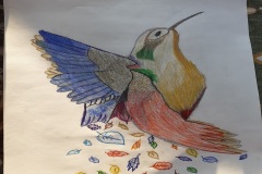 colibrì4