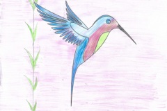colibrì42