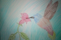 colibrì8