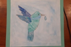 colibrì23