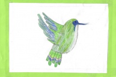 colibrì27