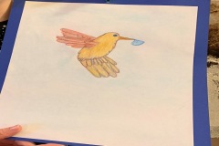 colibrì29