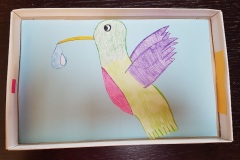 colibrì3