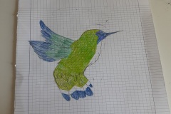 colibrì6
