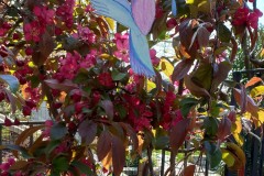 colibri2