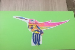 colibrì11