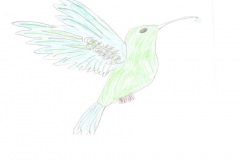 Disegno-colibrì-12