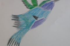 disegno-colibrì-11