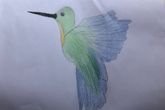 disegno-colibrì-5