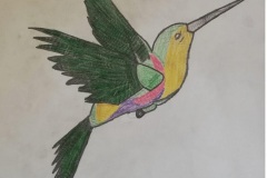 disegno-colibrì-9